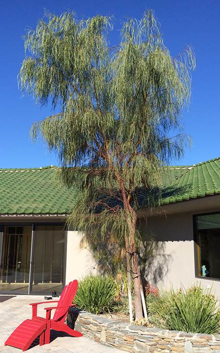 Descripción: https://selectree.calpoly.edu/images/1500/13/original/acacia-stenophylla-tree-3.jpg